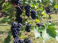 Prodej, pozemek 4490 m2,  Velké Žernoseky - WhatsApp Image 2026-03-25 at 11.56.10 (2).jpeg