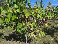 Prodej, pozemek 4490 m2,  Velké Žernoseky - WhatsApp Image 2026-03-25 at 11.56.10 (7).jpeg